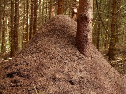 semut hill bukit besar kayu semut hutan