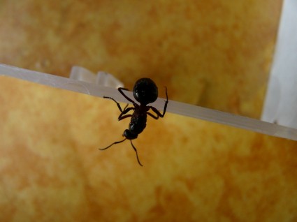 hormiga madera bosque hormiga reina hormiga reina