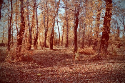 Outono de floresta