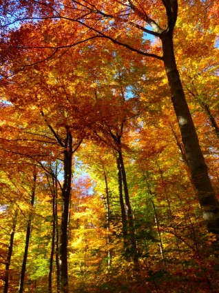 Wald Herbst bunt