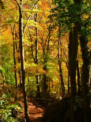 floresta floresta Outono colorida
