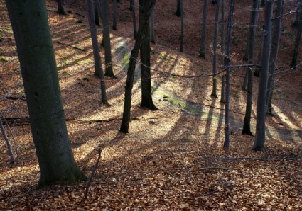 Wald-Herbstlaub