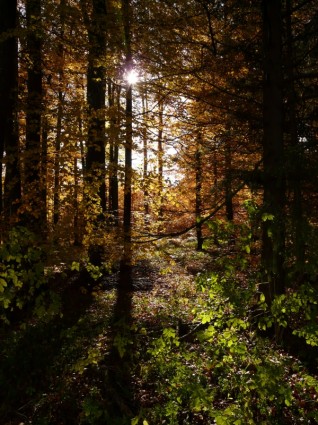 automne rétro-éclairage de forêt