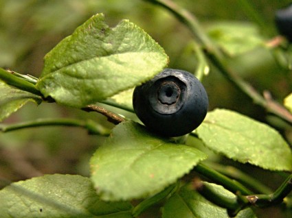 hutan semak-semak blueberry blueberry