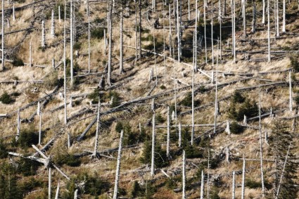 rừng thiệt hại sau khi một cơn bão