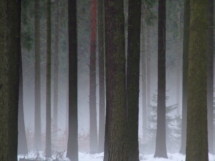 bosque de dresden brezo de dresden