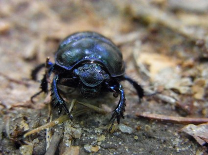 Wald Dung Beetle Anoplotrupes Stercorosus Käfer