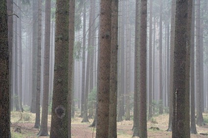 نيقوسيا الغابات الغابات الخريف