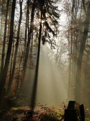 лес туман настроение