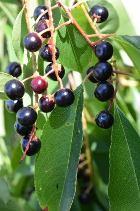 frutas berries de frutas del bosque