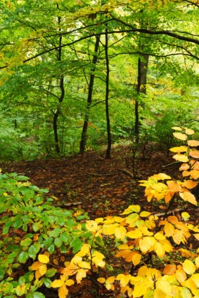 hutan di musim gugur