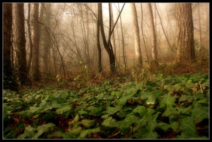 лес в тумане