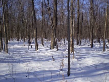 hutan di musim dingin
