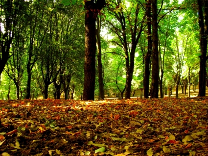 Forest Leaves Wallpaper Autumn Nature