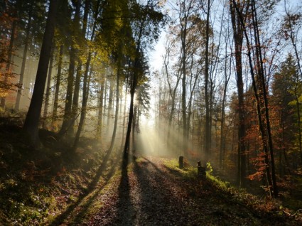 luce ombra foresta