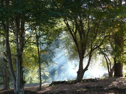 hutan kabut asap