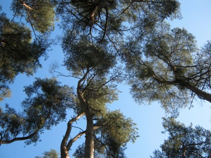 árvores da floresta natureza