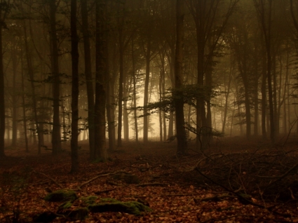 霧の壁紙風景自然の森