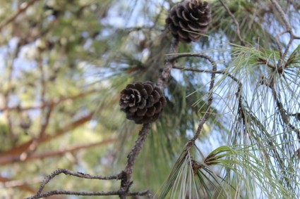 cône de pin de forêt