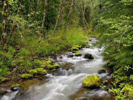 الغابات نهر خلفية طبيعة الأنهار