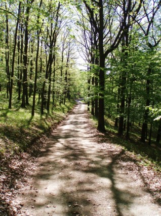الطريق للغابات