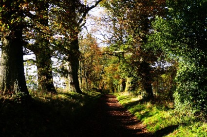 秋の林道