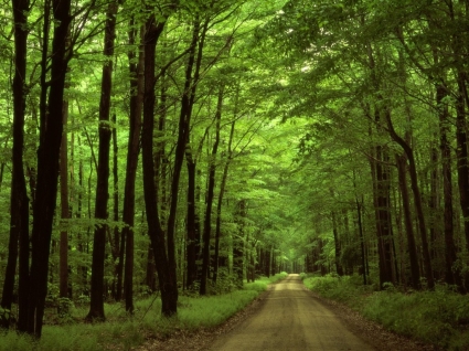naturaleza de paisaje bosque carretera wallpaper