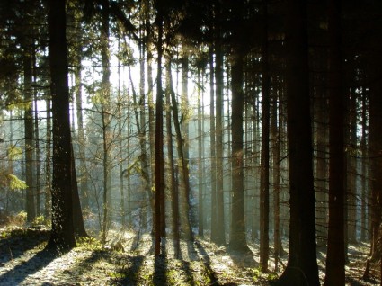 árvores de sombra da floresta