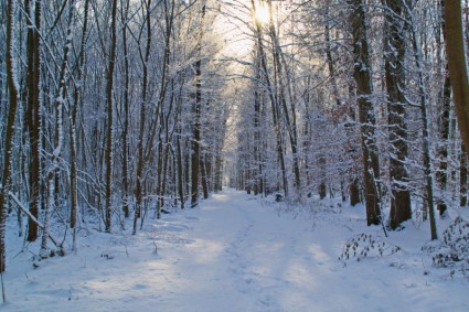 inverno neve foresta