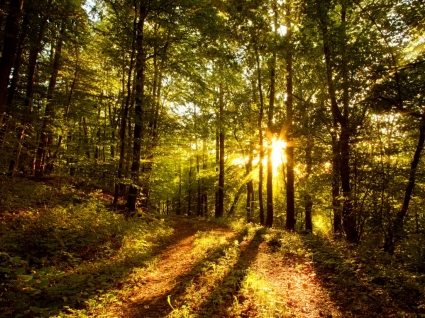 森林太陽壁紙風景自然