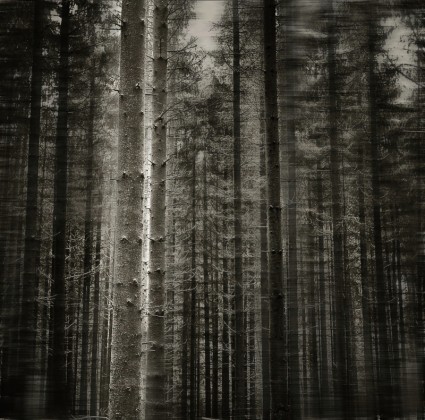 Wald-Baum-schwarz weiß