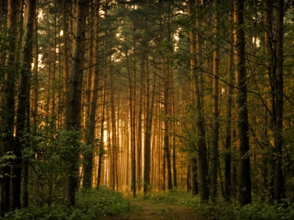 森の木の壁紙風景自然