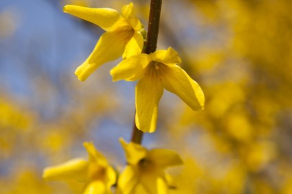 Forsythia vườn forsythia vàng Hoa cà