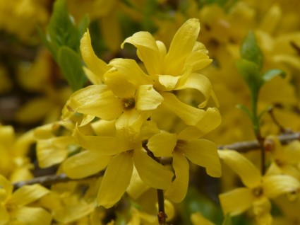 Forsythia emas lilac giring-giring emas