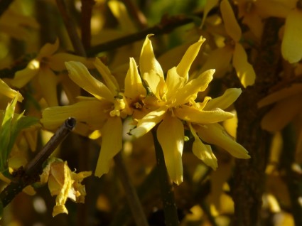 clochettes d'or lilas Forsythia or