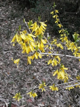 printemps des fleurs de printemps de Forsythia