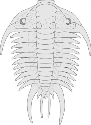 asaphus 物種剪貼畫的化石