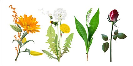 quatro tipos de flores vetor material