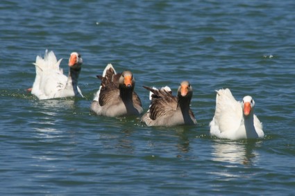 cuatro gansos de natación