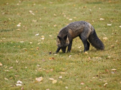 Fox binatang mamalia