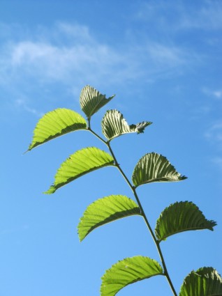 fplanze liść zielony