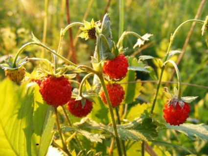 草莓植物蔷薇科