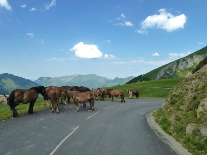フランスの道路の馬