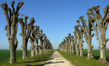 Франция деревья cut