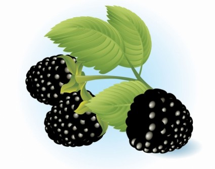 Kostenlose Dewberries vector illustration
