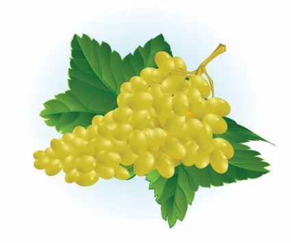 illustration vectorielle de raisin gratuit