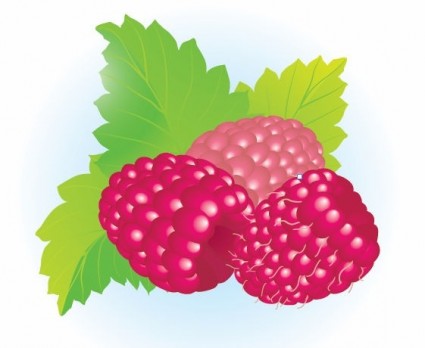 免費樹莓向量插畫