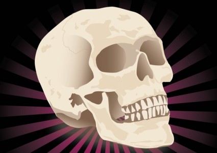 無料現実的な頭蓋骨ベクトル