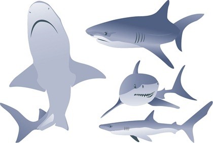 illustrazioni di squalo vettoriali gratis