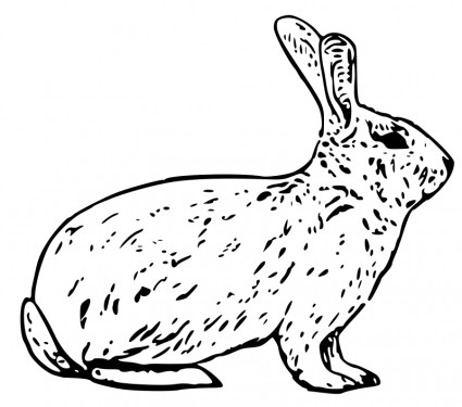 lapin français